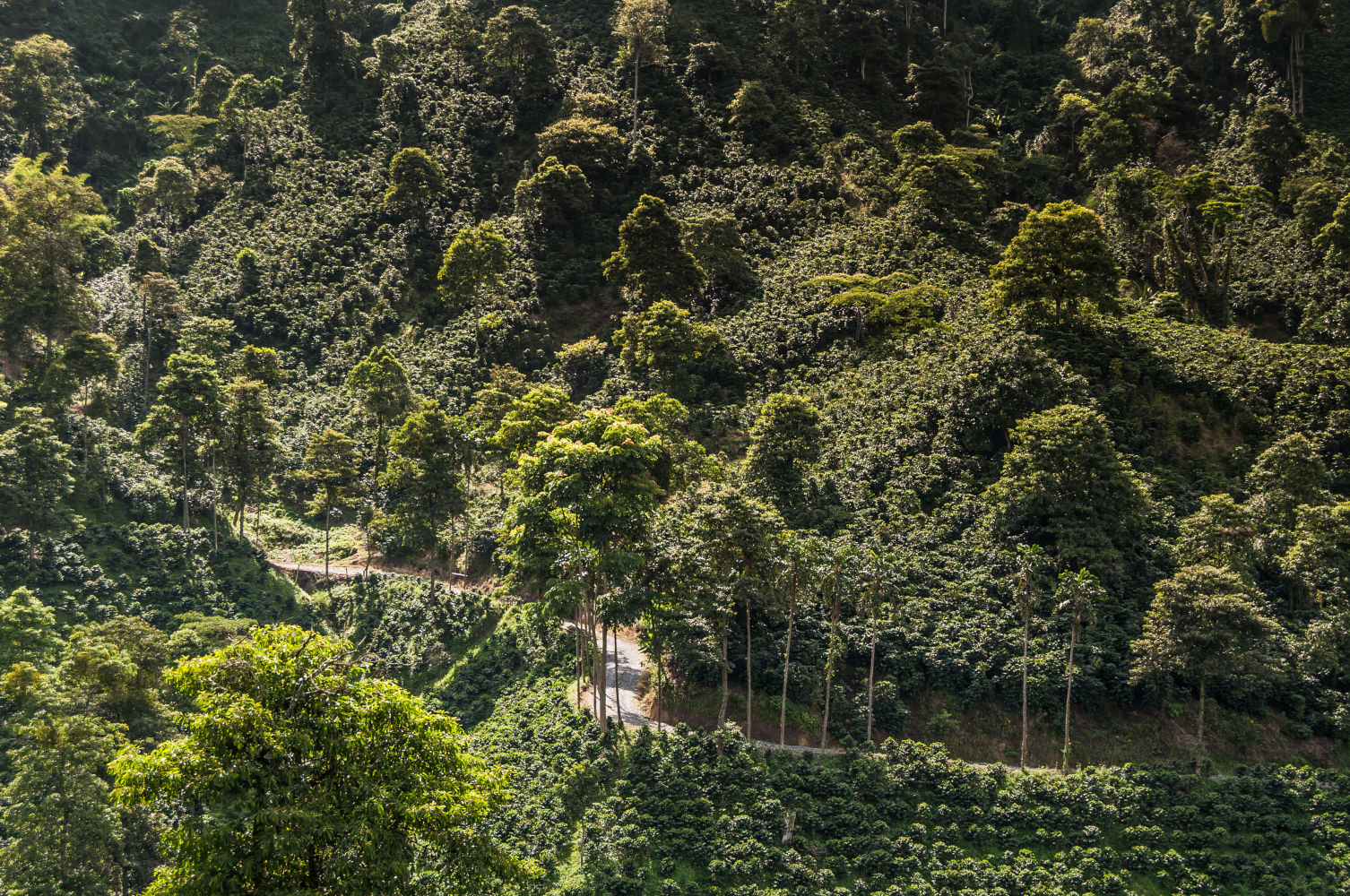 Cauca region cafetera de Colombia