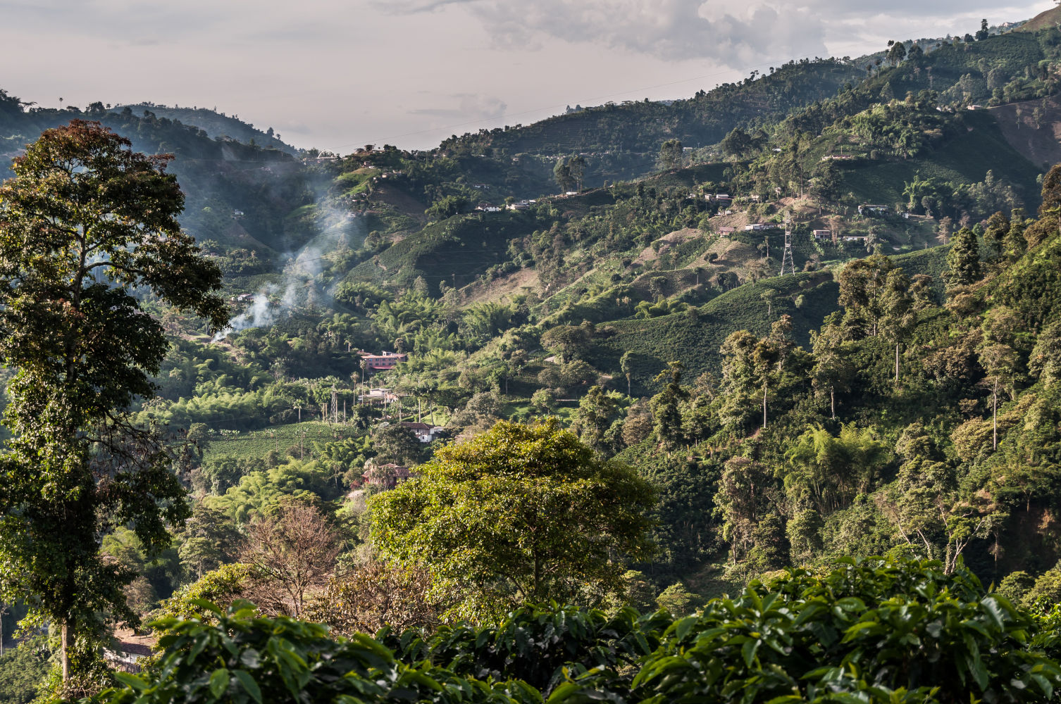 Huila region cafetera de Colombia