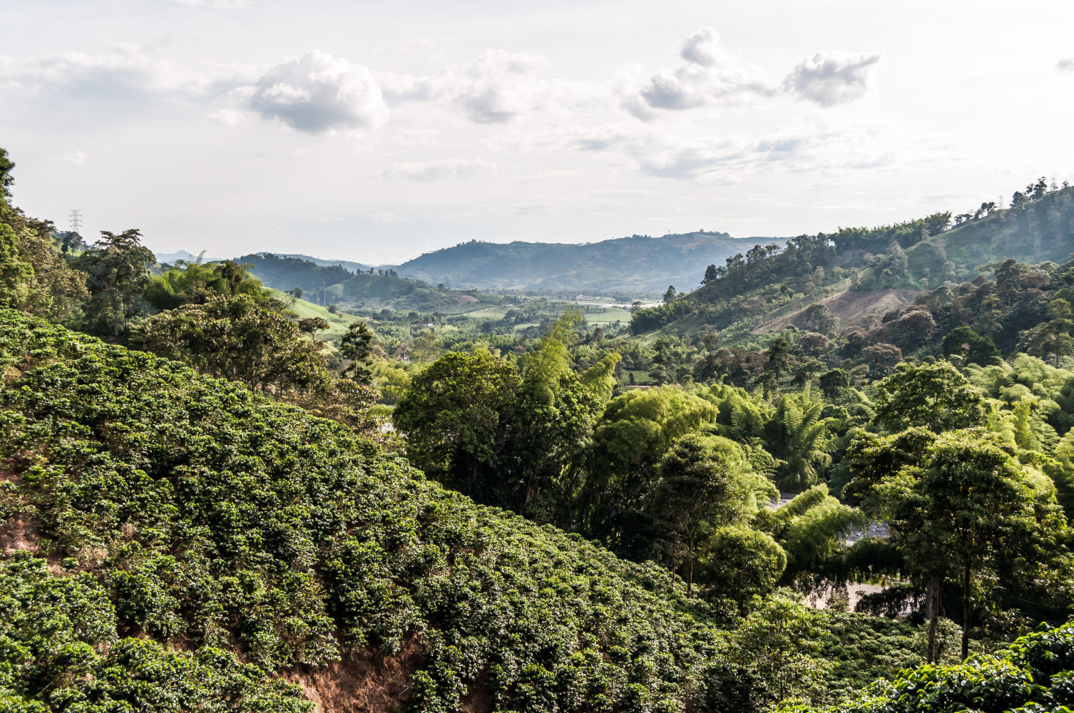 Santander region cafetera de Colombia